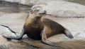 Sea lion 0809_2